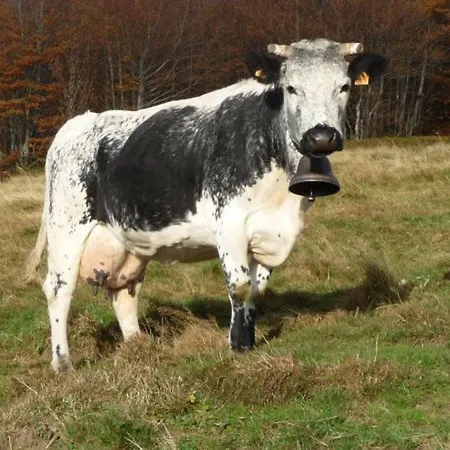 Spacieux A Rochesson, Pres De Gerardmer, Avec Garage, Cheminee, Wifi Et Equipements Complets - Fr-1-589-167 Rochesson