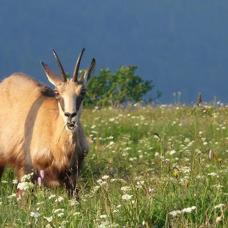 度假居 Spacieux A Rochesson, Pres De Gerardmer, Avec Garage, Cheminee, Wifi Et Equipements Complets - Fr-1-589-167 *