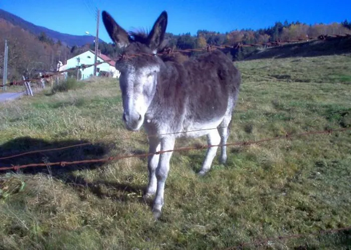 Spacieux A Rochesson, Pres De Gerardmer, Avec Garage, Cheminee, Wifi Et Equipements Complets - Fr-1-589-167 Prázdninový dům *