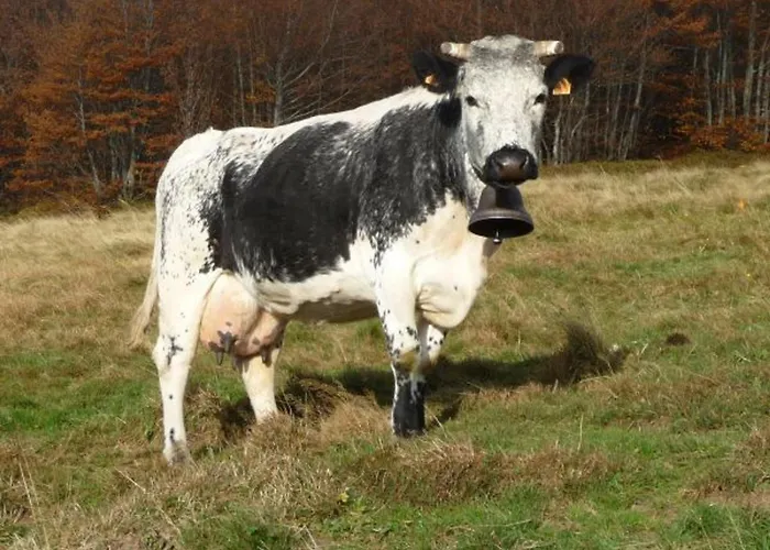 Spacieux A Rochesson, Pres De Gerardmer, Avec Garage, Cheminee, Wifi Et Equipements Complets - Fr-1-589-167 Rochesson